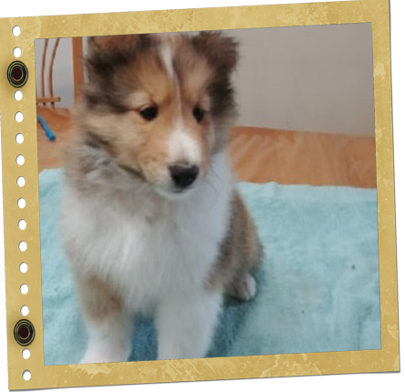 chiot Shetland