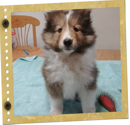 chiot Shetland