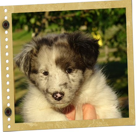 chiot berger de Shetland