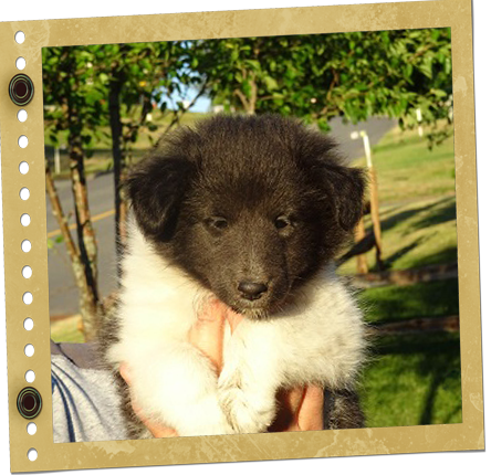chiot Shetland