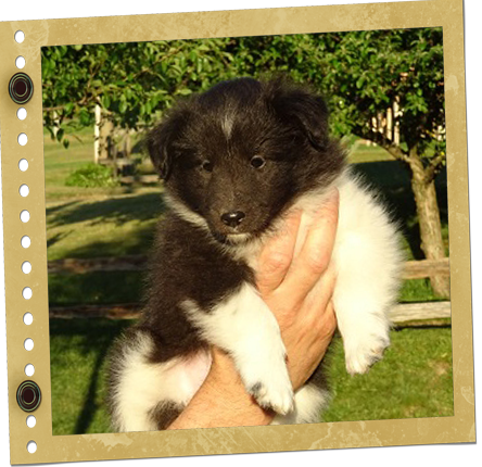 chiot Shetland