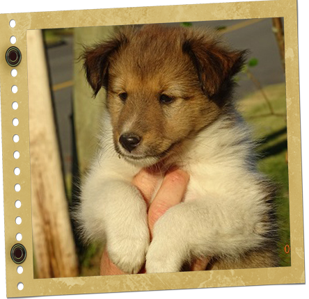 chiot Berger de Shetland