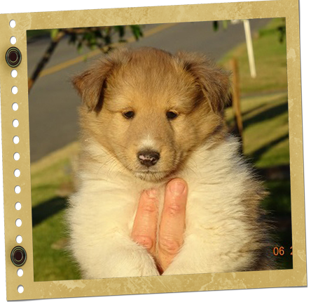 chiot Shetland