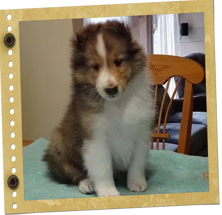 chiot Berger de Shetland