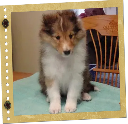chiot berger de Shetland