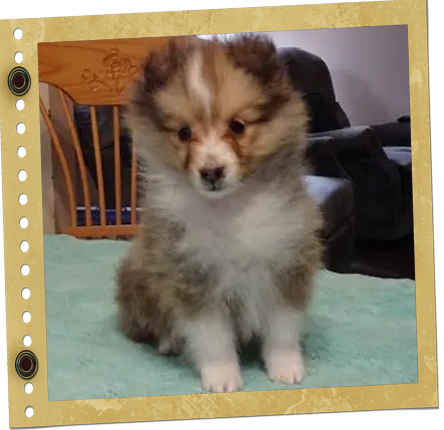 chiot Shetland