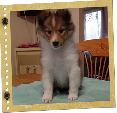 chiot Shetland
