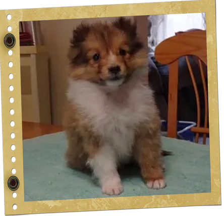 chiot Shetland