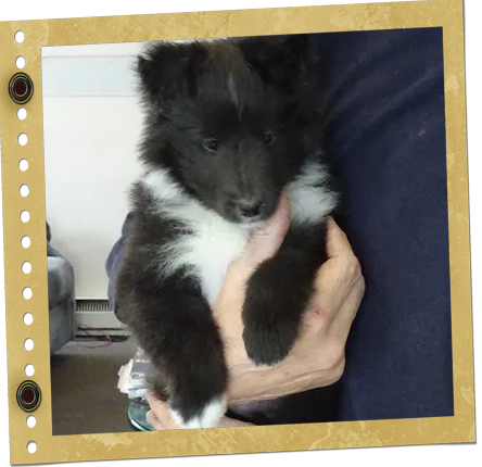 chiot Berger de Shetland