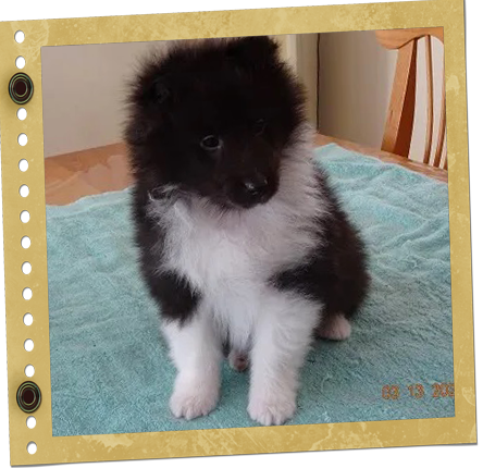 chiot Shetland