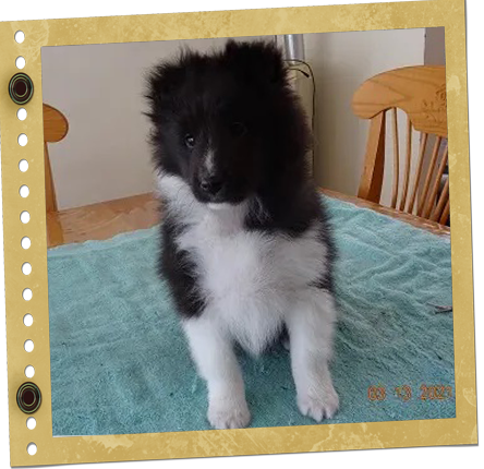 chiot Shetland
