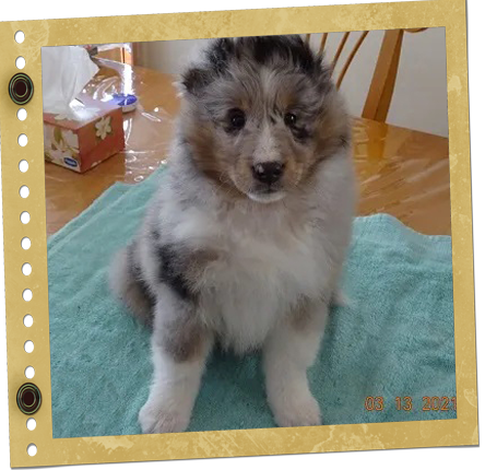 chiot berger de Shetland