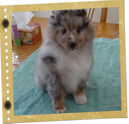 chiot Shetland