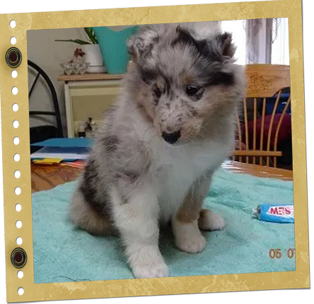 chiot Shetland