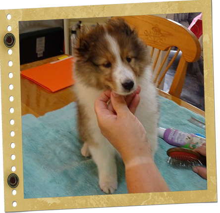 chiot Berger de Shetland