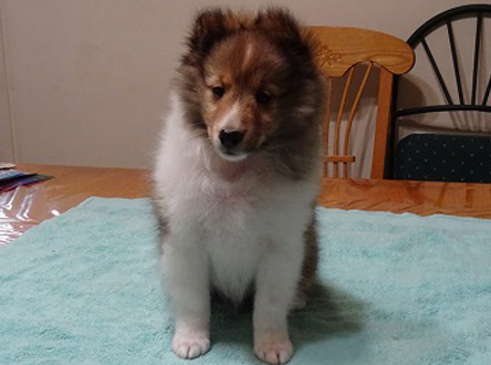 Chiot Berger de Shetland