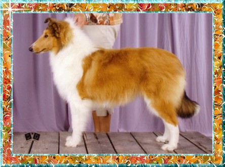 Colley Cocotte